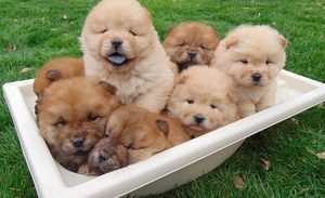 Щенки чау-чау Щенки чау-чау