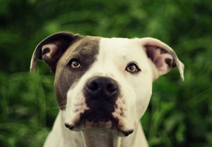 Описание собак породы американский питбультерьер Американский питбультерьер: характеристика породы