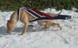 Особенности тренировок американских питбультерьеров Тренировка американских питбультерьеров