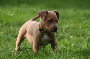 Что необходимо купить щенку американского питбультерьера Щенок американского питбультерьера