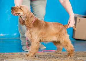Внешний вид английского кокер-спаниеля Характеристики английского кокер-спаниеля