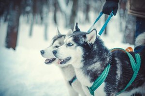 Как приучить щенка к туалету и подгузнику Как приучить к туалету