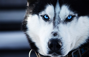 Эта порода собак очень умная Собаки хаски очень умные