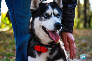 Самые добрые волчата Самый добрый