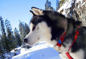 Хаски определенно зимняя собака Хаски конечно зимняя собака
