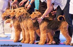 Эрдельтерьер — это служебная собака Эрдельтерьер — это служебная собака, которую применяют на работе в армии, полиции и на таможне в различных странах.