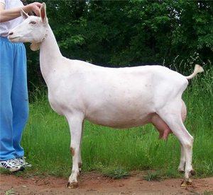 Преимущества породы Плюсы и минусы породы