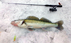 Рыбацкие уловки при ловле судака Секрет удачной рыбалки