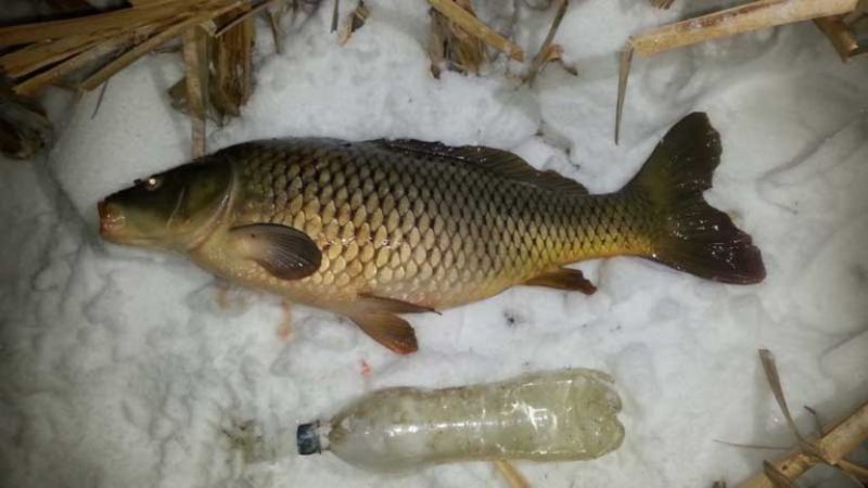 Зимняя рыбалка на карпа