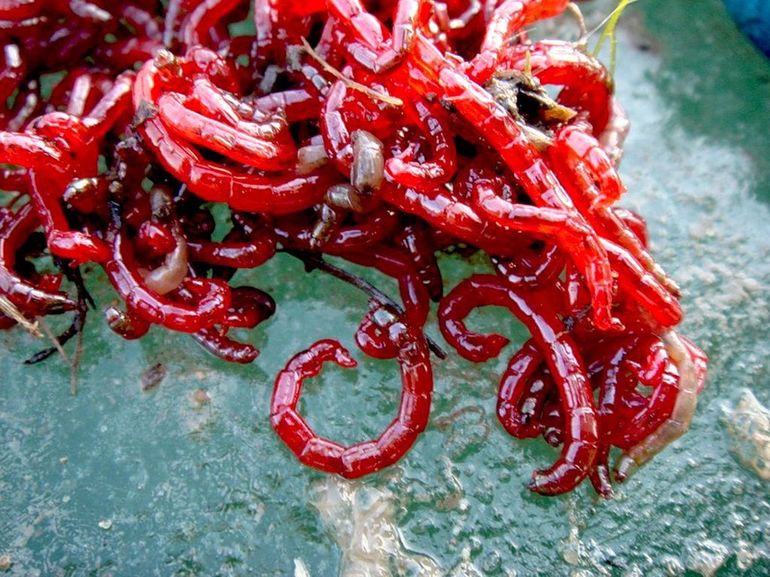 Корм для рыбок