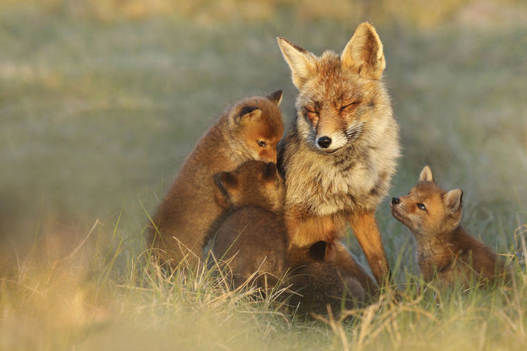 Лиса с детенышами