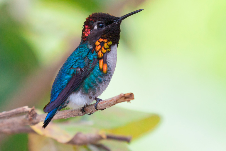 Картинка колибри