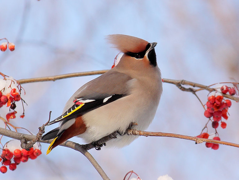 Свиристели зимой