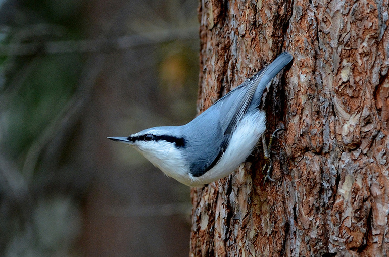 Птичьи орехи