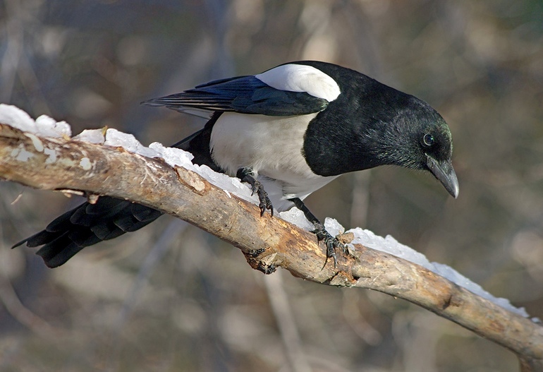 Сороки – птицы, относящиеся к оседлому классу.