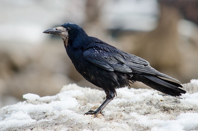 Величественные башни