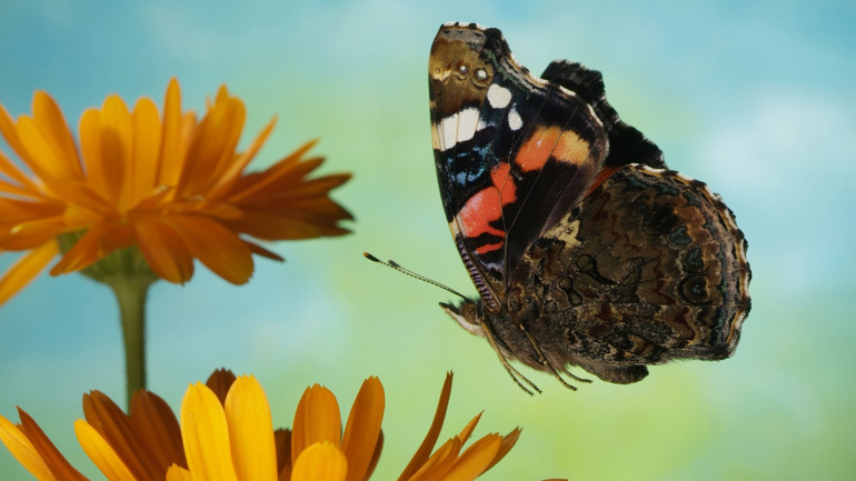 Польза и вред