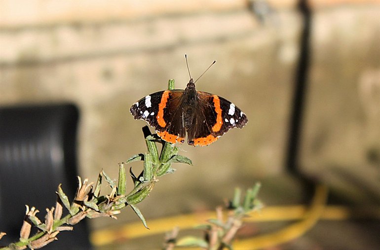 Особенности дома