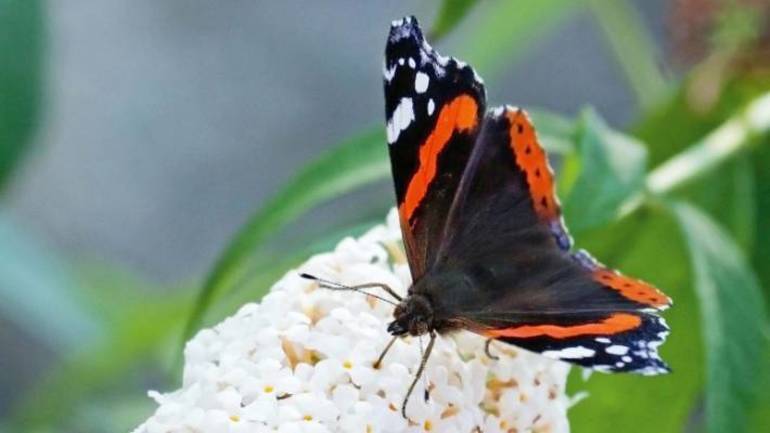 Полет бабочки Адмирал