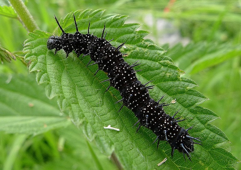 Чёрные волосистые личинки павлиньего глаза