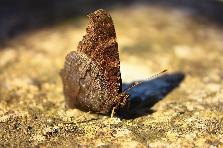 Механизм защиты павлиньих глаз