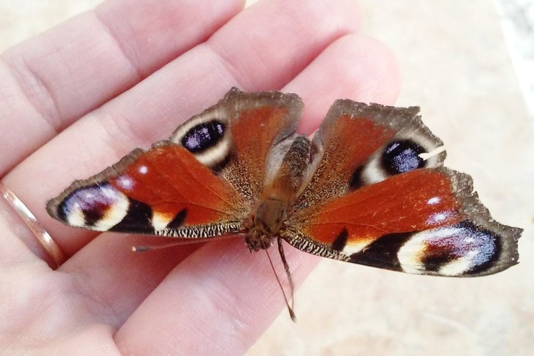 Следим за павлиньим глазом дома