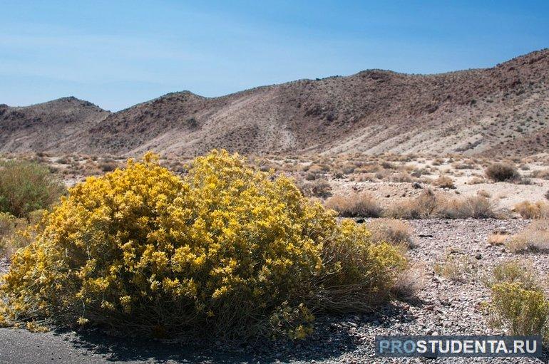 Креозотовый куст