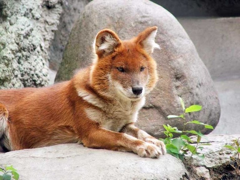 Сообщение красного волка