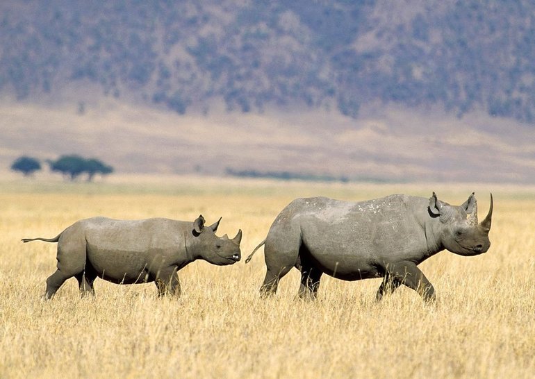 Носорог в Африке