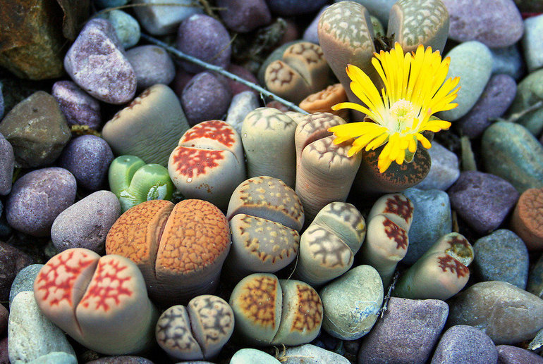 Африканская флора