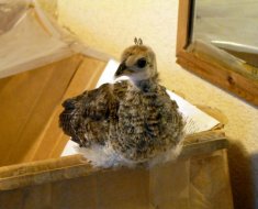 Маленький птенец