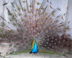 Птица с розоватыми перьями