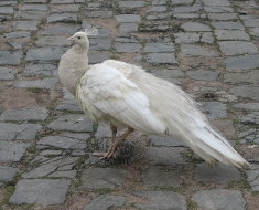 Белая самка