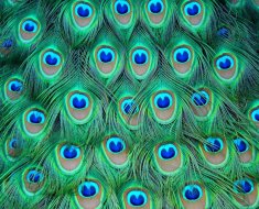 Шикарные перья птицы