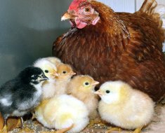 Несушка Родонит с цыплятами