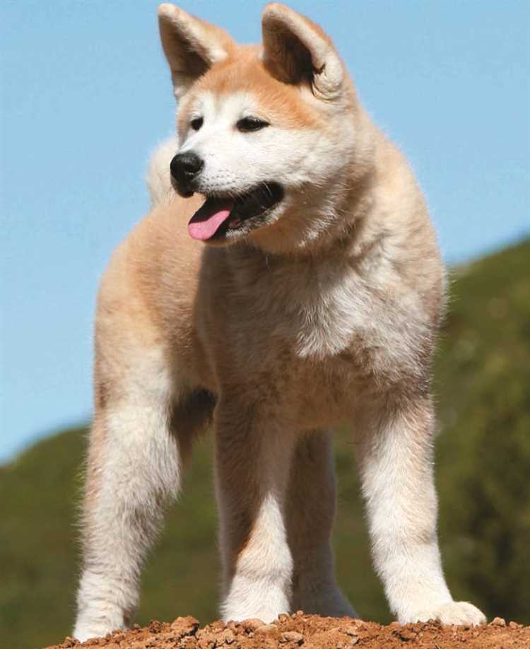 Акита-ину: популярность и распространенность