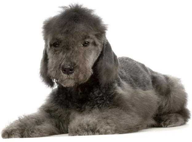 Уход за бедлингтон-терьером и необходимые процедуры