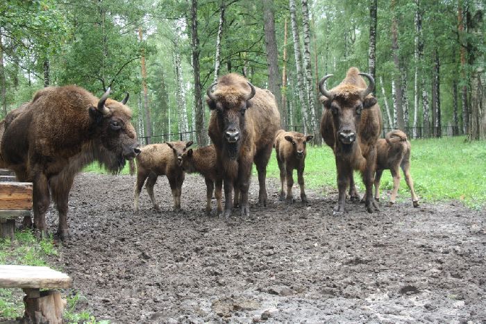 Окский заповедник, зубр с телятами