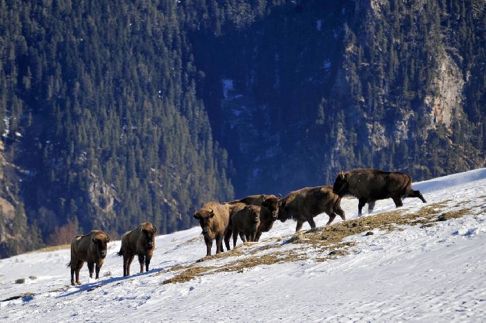 Зубры на Кавказе зимой