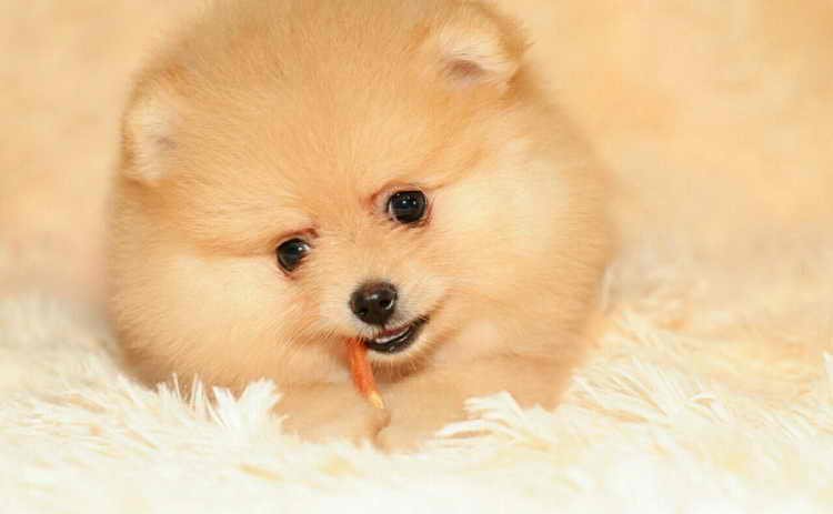 мини-померанский шпиц, изображение типа медведя