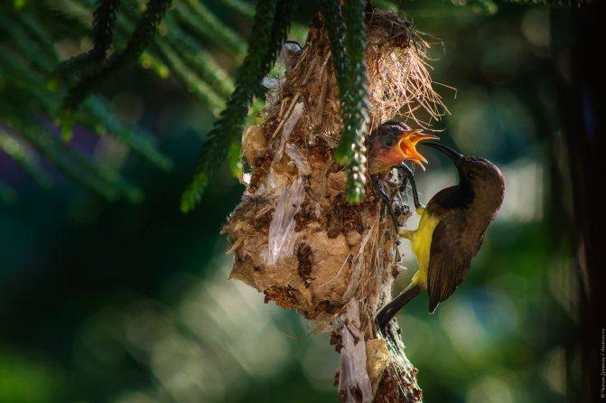 Нектарница: интересные факты о птицах