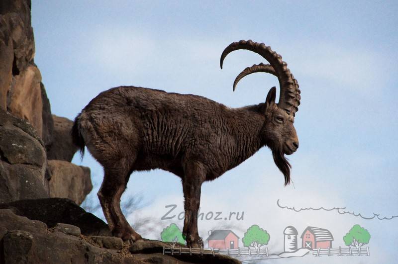 Винторогий козёл: образ жизни, питание, размножение козла мархура