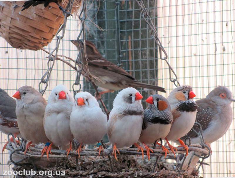 Зебровые амадины: описание, уход и содержание в домашних условиях