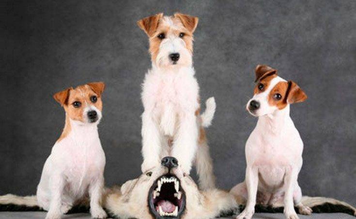 Джек-рассел-терьер: классификация по типу шерсти, виды