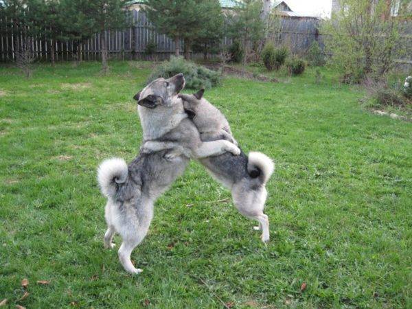 Лундехунд - стандарт породы, как содержать и ухаживать за норвежской собакой, выбор щенков и дрессировка