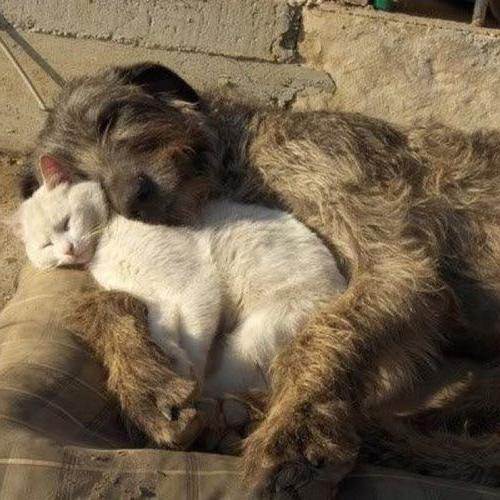 Какие существуют собаки волкодавы: описание русских, немецких и азиатских пород