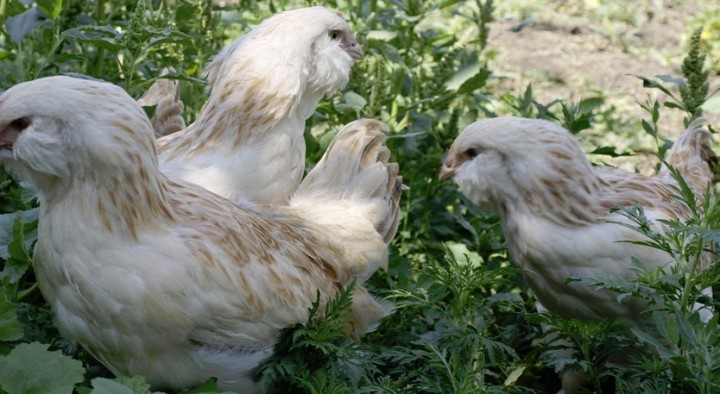 Куры фавероль: описание породы, содержание и уход в домашних условиях
