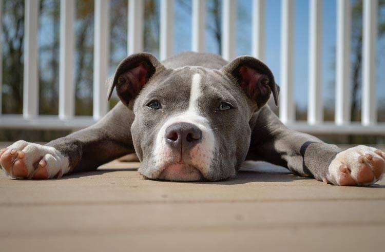 Питбуль (американский питбультерьер) - описание породы, характер и уход