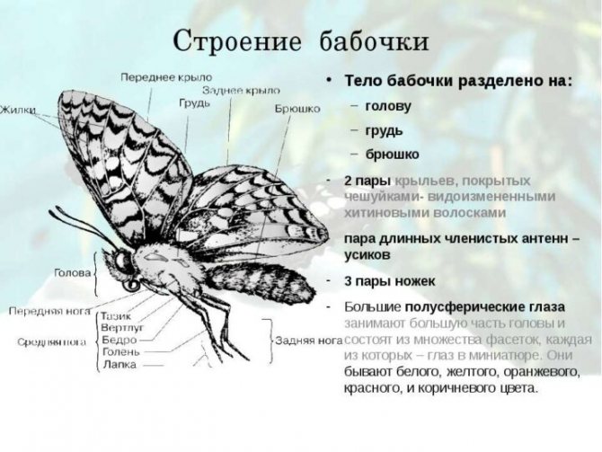 Бабочка монарх весит полграмма и пролетает тысячи километров