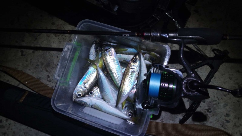 Ставрида (черноморская рыба): как ловить, места обитания, внешний вид, размеры, повадки, список самых уловистых приманок для ставриды